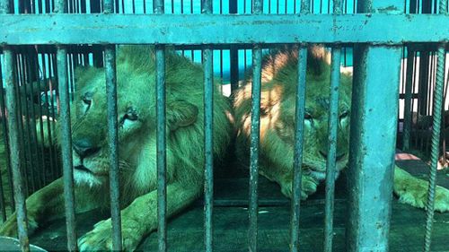 The lions were found with their claws removed. (ADI)