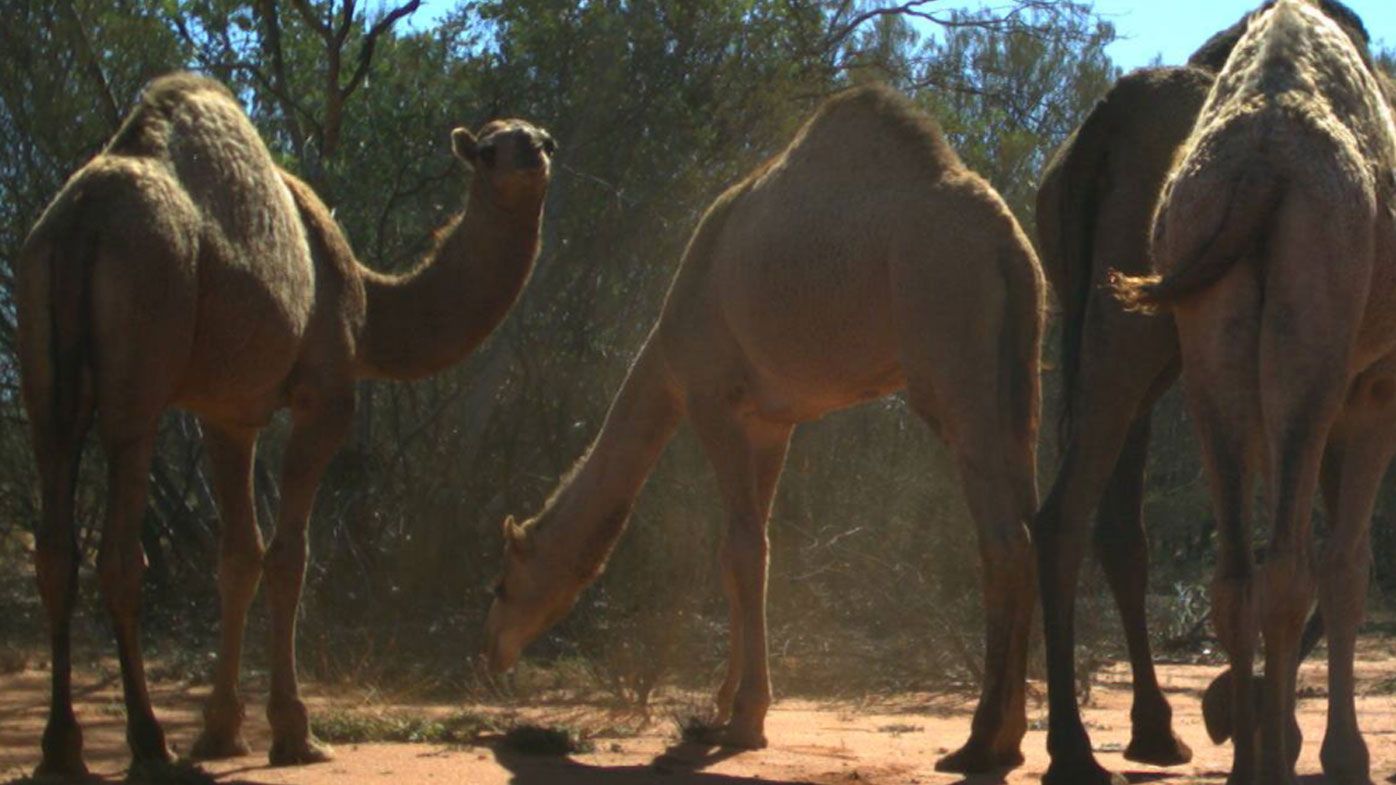 Thousands of camels killed in mass cull in South Australia