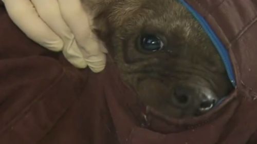 One of the hyena cubs peeked through its pouch. (9NEWS)
