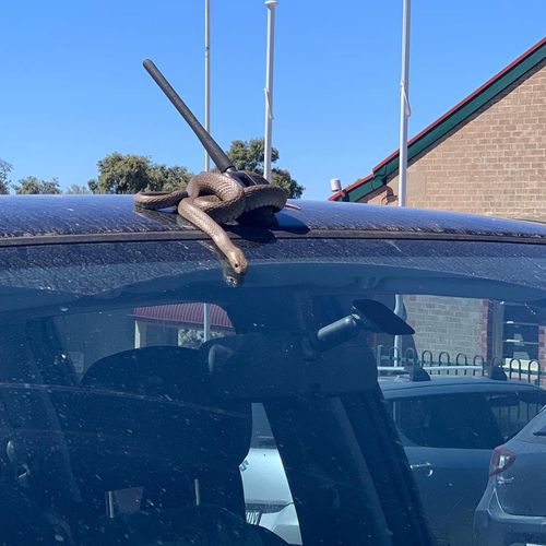 A South Australian mum got a shock during school pickup when a brown snake slithered down her windscreen while she was driving.