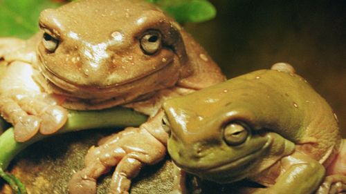 Pet green tree frogs in Russia. (AAP file image)