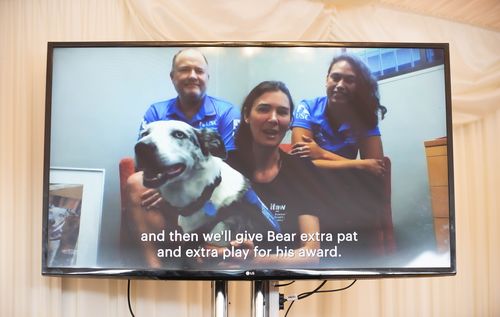 Bear and his handlers appeared over video link to receive the award.