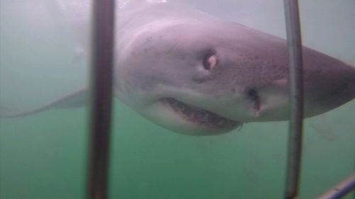 Suddenly, great whites started washing up dead. Picture: 9NEWS