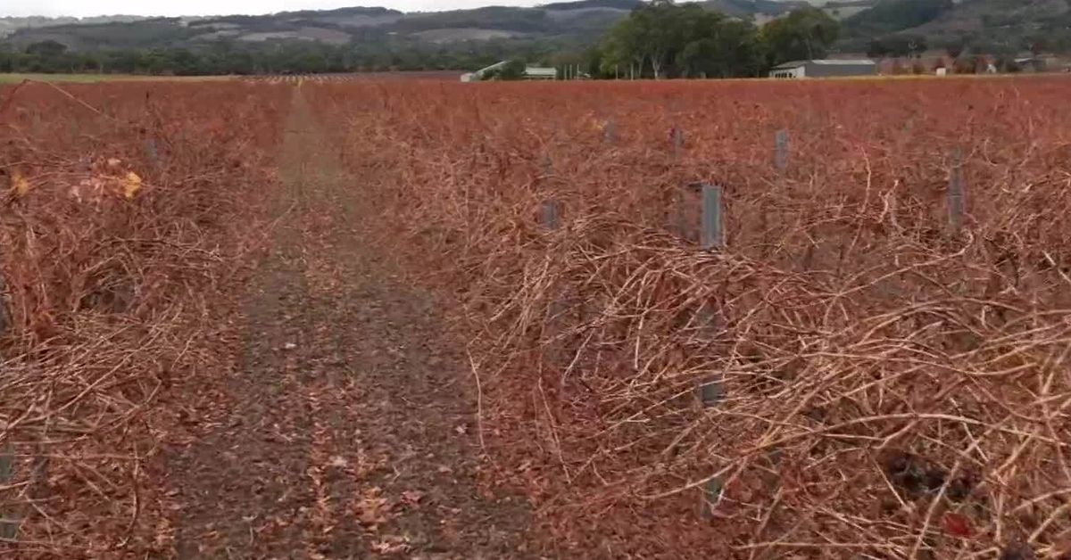 Vineyard owner claims act of sabotage could cause business collapse