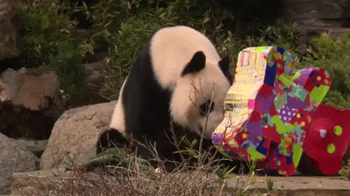 Wang Wang is turning 12. (9NEWS)