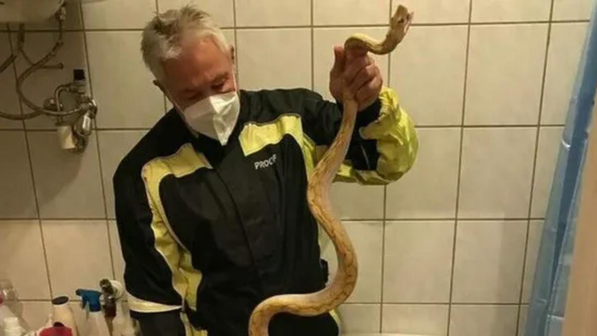 10ft snake pulled from toilet after biting man's bum