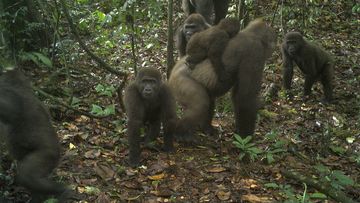 The photos showing the baby gorillas have been hailed as proof that the subspecies is reproducing amid protection efforts.