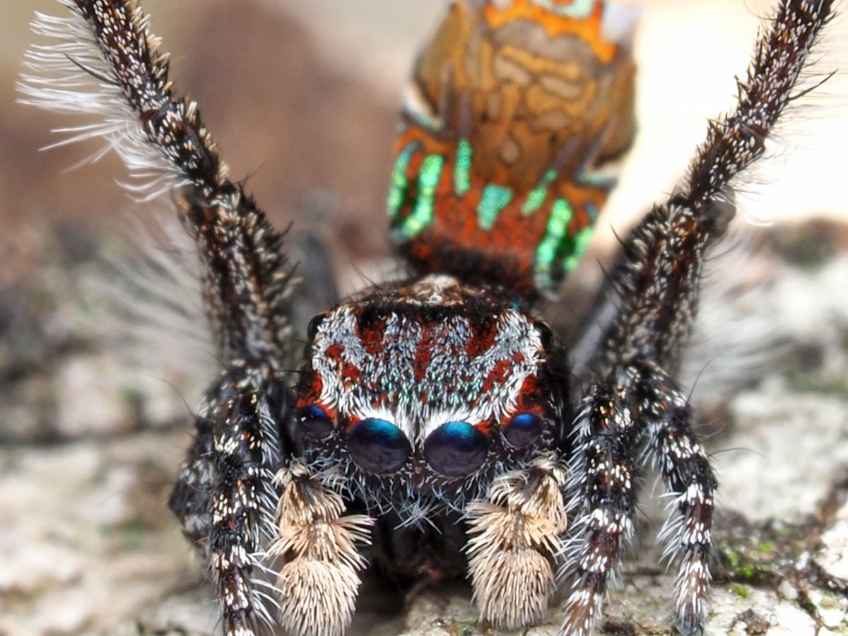 Seven New Species of Australian Peacock Spiders Discovered, Biology