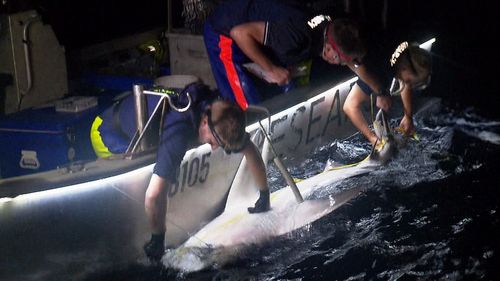 Sharks are sedated, tagged and released. (9NEWS)