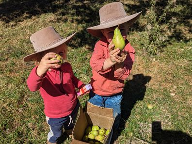 Stephanie Trethewey's kids hold pears.