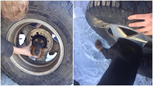 US firefighters free puppy with head stuck in tyre wheel