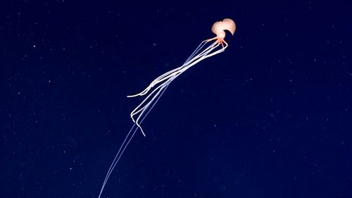 Bigfin squid 