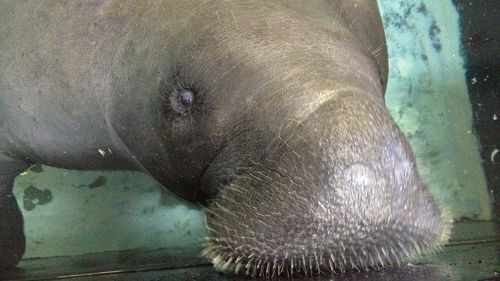 Snooty the manatee lifts her snout out of the water at the South Florida Museum in Bradenton, Florida. 