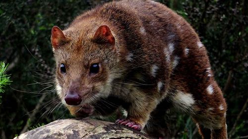 Quolls are one of many native animals that eat mice.