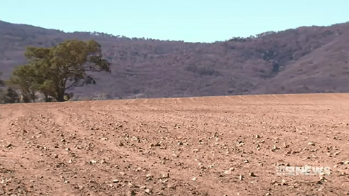 The drought has seen a five per cent reduction in numbers due to the dry conditions and this has forced feed suppliers to drive up the price of grain.