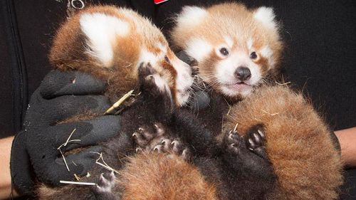 Twin Red panda cubs born at Adelaide Zoo took everyone by surprise. (AAP)