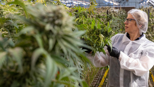 ECS Botanics, a medicinal cannabis farm located near Swan Hill. The company, which is listed on the ASX, grows hundreds of kilograms of legal cannabis each year.
