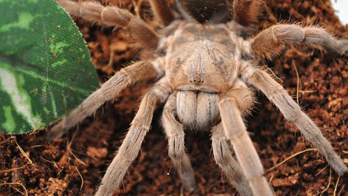 Tarantula venom could be used to create powerful pain reliever, Queensland researchers say