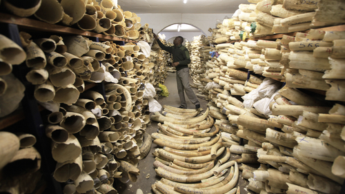 A  Zimbabwe National Parks official is seen inspecting  the  countrys ivory stockpile at the  Zimbabwe National Parks Headquarters in Harare in this Thursday, June, 2, 2016 file photo. Africa is divided over how to conserve elephants whose population has  plummeted in the last decade.Namibia, Zimbabwe and  South Africa favour selling ivory stockpiles but are opposed by  about 30 African countries that want to tighten an international ban  on the ivory trade.(AP Photo/Tsvangirayi Mukwazhi)
