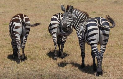 Masai Mara zebras