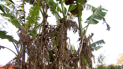 The feud was spared by a banana tree.