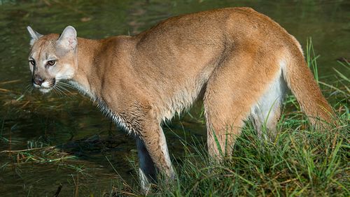 Cougar mountain lion