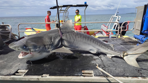 Shark which killed Australian man in New Caledonia believed to be found 