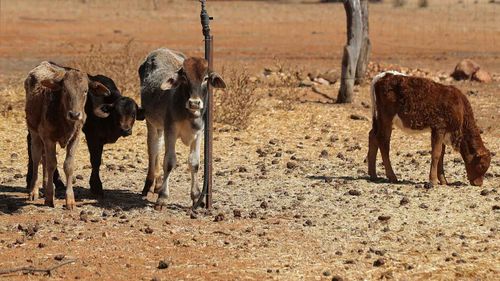 Some hungry cows in Quilpie, Queensland.