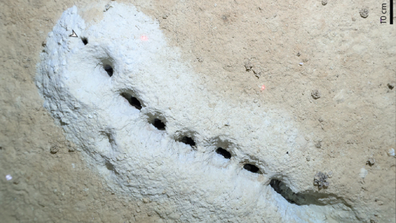 دانشمندان فکر می‌کنند متوجه شده‌اند که این سوراخ‌های مرموز که در کف دریای برینگ حفر شده‌اند چیست.