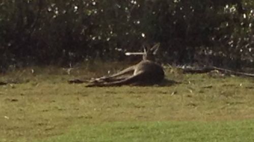 The injured kangaroo has what appears to be an arrow to the head. (Supplied)