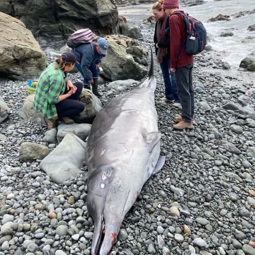 Beaked whales can dive to depths of 2000 metres. There are several species, most are found in the North Pacific. 