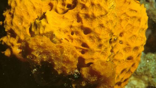 A sea sponge used to measure ocean temperatures