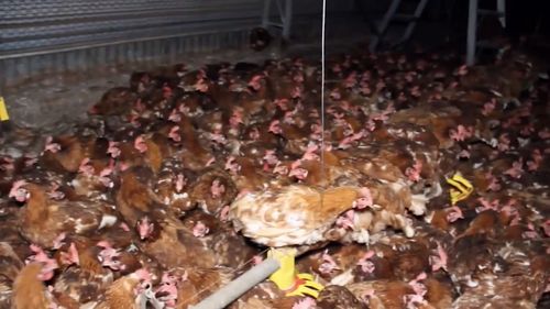 RSPCA investigators were also at the property yesterday after receiving some anonymous "disturbing footage" of starving hens kept in horrendously overcrowded conditions, allegedly taken at the farm. Picture: Supplied