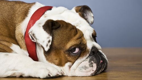 One pure bred bulldog, she is a white and brown bitch. She is lying down on a wooden floor. More files of this dog on port.