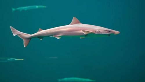 Tope sharks, like the one pictured here in a file photo, can reach six feet in length.