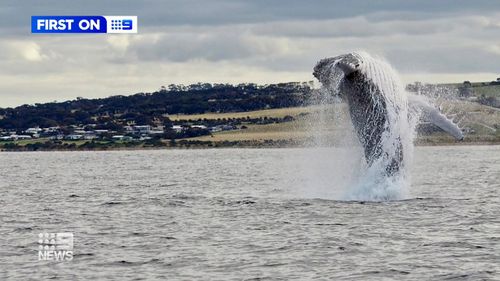 Humpback whales have been spotted regularly feeding off the coast of Kangaroo Island in South Australia. 