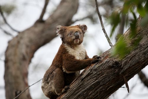 A koala affected by the recent bushfires is released back into native bushland following treatment.