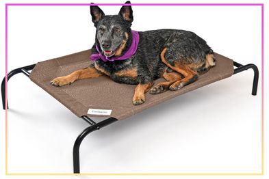 9PR: Dog beds