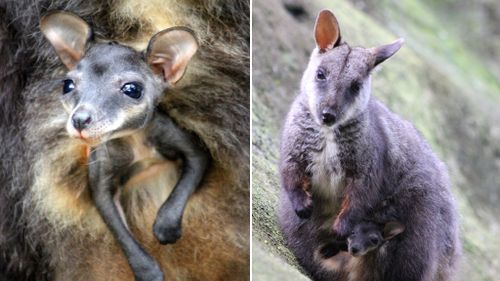 The wallabies are listed as an endangered species in NSW. (AAP)