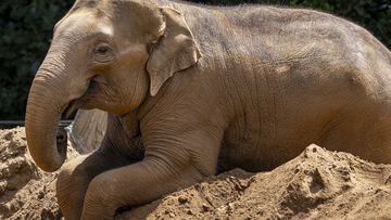 An elephant at Melbourne Zoo has suddenly died after being diagnosed with a virus, leaving his keepers &quot;devastated.&quot;