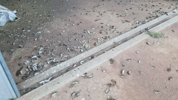 Dozens of dead rodents in Coonamble. mouse plague