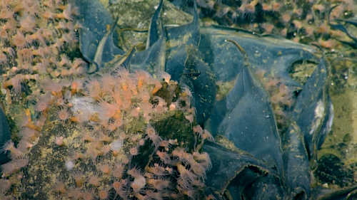 'Maybe a million' eggs were found on an active underwater volcano, once believed to be extinct.