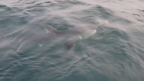 A large shadow was seen below the water before the shark surfaced.