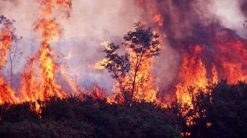 Wild bushfire burning out of control in native bushland in Tasmania, Australia