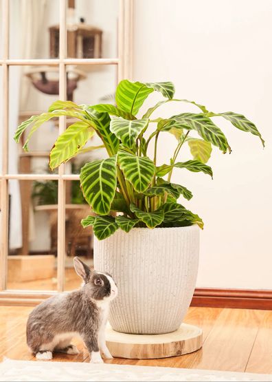 Calathea zebrina houseplant is cat safe