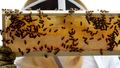 The new detections at Anna Bay, Heatherbrae, Williamtown, Mayfield and Lambton brings the total number of infested premises to 24, since Varroa mite was first identified during routine surveillance at the Port of Newcastle on 22 June.