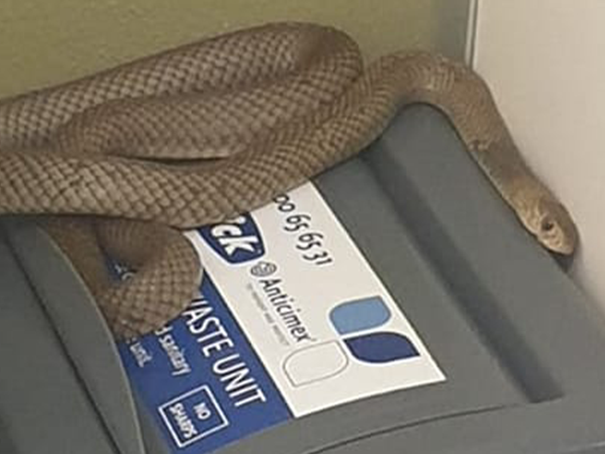 snakes found in toilets