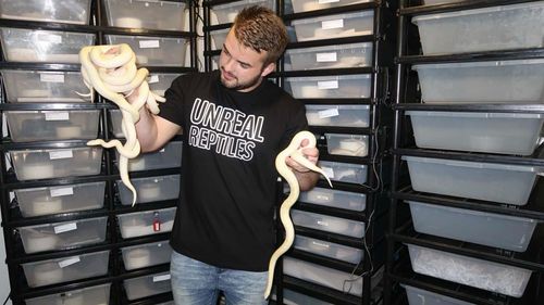 Jake Thomas from Unreal Reptiles with a handful of snakes.