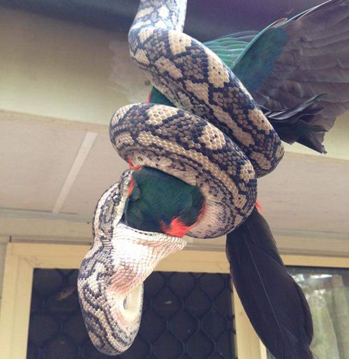 Snake makes meal of king parrot