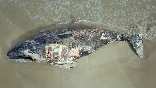 The young humpback whale washed up at the beach at Fisherman's Bluff at the weekend. Picture: Supplied